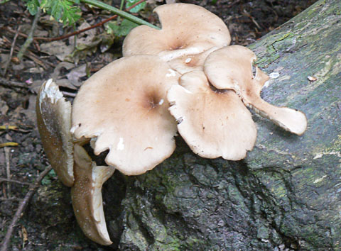 Oyster Mushroom