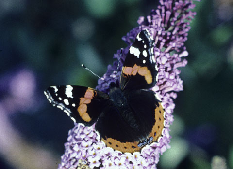 Red Admiral