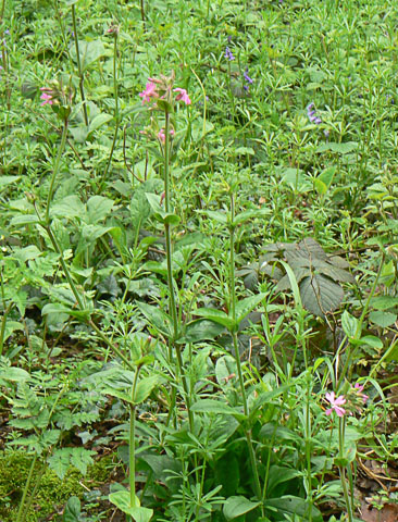 Red Campion