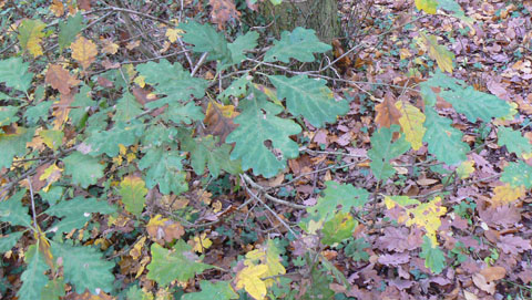 Sessile Oak in Coombe Wood