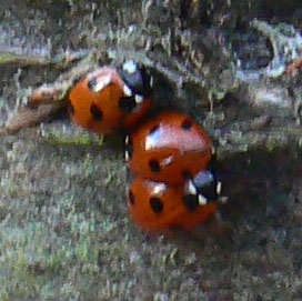 Three Seven-spot Ladybirds