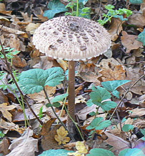 Parasol Mushroom