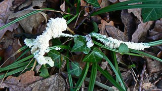 Whitish Slime-Fungus