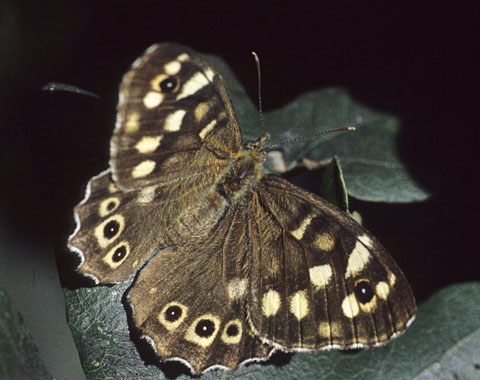 Speckled Wood