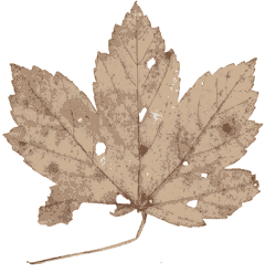 Sycamore Leaf