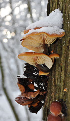 Velvet Shank Fungus