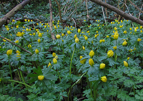 Winter Aconite