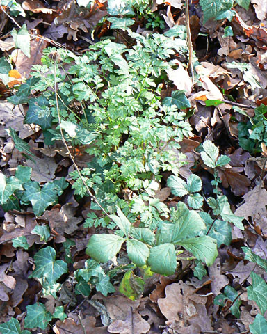 Wood Avens