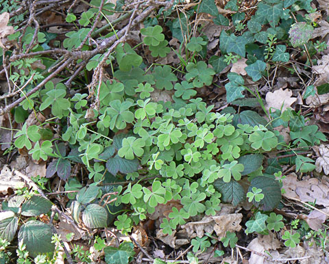 Wood Sorrel