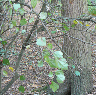 Woodland Hawthorn